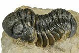 Detailed Phacopid (Morocops) Trilobite - Foum Zguid, Morocco #363152-2